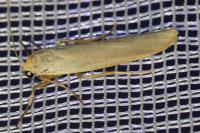 Eilema caniola