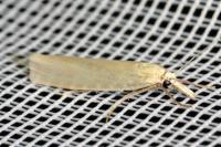 Crambus perlellus