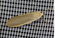Collita griseola