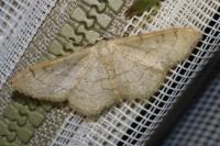 Idaea aversata