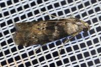 Phycita roborella
