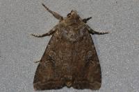 Fissipunctia ypsillon