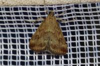 Pyrausta despicata