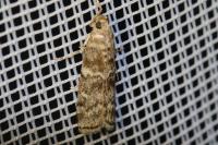 Dioryctria