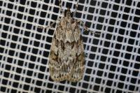 Scoparia ambigualis/basistrigalis