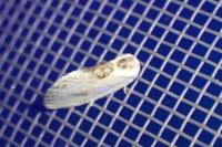 Cilix glaucata/hispanica