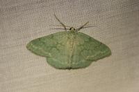 Pseudoterpna pruinata