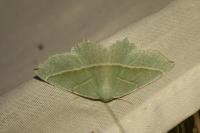 Campaea margaritaria