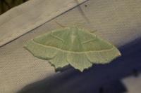 Campaea margaritaria