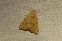 Cosmia trapezina
