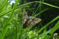 Elophila nymphaeata