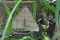 Zanclognatha lunalis