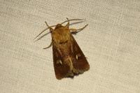 Cerapteryx graminis