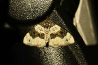 Cosmorhoe ocellata