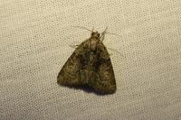 Cryphia algae