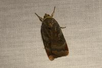 Noctua janthe/janthina