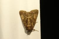Thalpophila matura