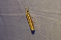 Agriphila tristella