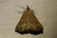 Hypena proboscidalis