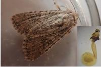 Anarta trifolii