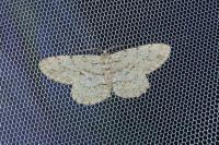 Hypomecis punctinalis