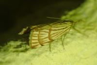 Chrysocrambus linetella