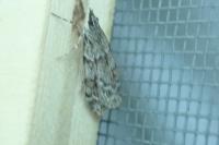 Scoparia