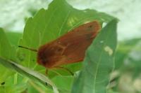 Phragmatobia fuliginosa
