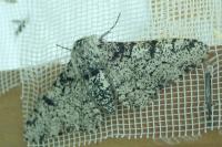 Biston betularia