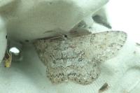 Hypomecis punctinalis