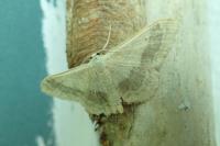 Idaea aversata