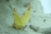 Opisthograptis luteolata