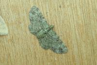 Pasiphila rectangulata
