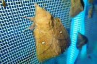 Odonestis pruni