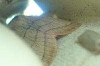 Charanyca trigrammica