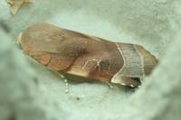 Noctua fimbriata