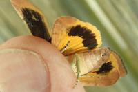 Noctua janthe