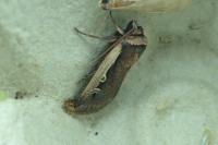 Ochropleura plecta
