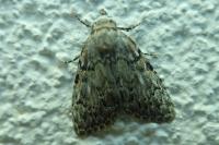 Meganola strigula