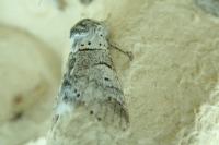 Furcula bifida