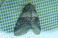 Gluphisia crenata