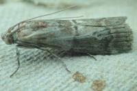Phycita roborella