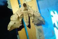 Smerinthus ocellatus ocellatus