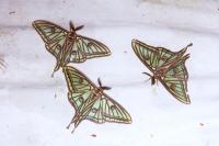 Graellsia isabellae