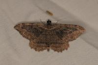 Philereme transversata