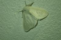 Leucoma salicis