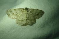 Ectropis crepuscularia