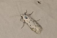 Myelois circumvoluta