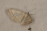 Perizoma albulata