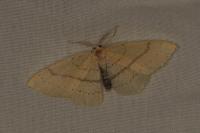 Cyclophora